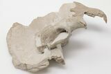 2.2" Fossil Squirrel-Like Mammal (Ischyromys) Skull - Wyoming - #197366-1